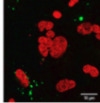 thumbnail image from paper