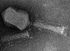 thumbnail image from paper
