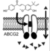 thumbnail image from paper
