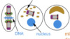 thumbnail image from paper