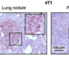 thumbnail image from paper