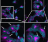 thumbnail image from paper