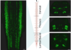 thumbnail image from paper