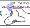 thumbnail image from paper