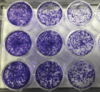thumbnail image from paper