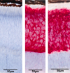 thumbnail image from paper