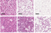 thumbnail image from paper