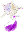 thumbnail image from paper