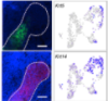 thumbnail image from paper