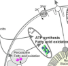 thumbnail image from paper