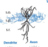 thumbnail image from paper