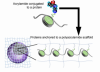 thumbnail image from paper