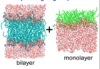 thumbnail image from paper