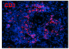 thumbnail image from paper