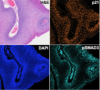 thumbnail image from paper