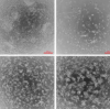 thumbnail image from paper