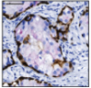 thumbnail image from paper