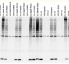 thumbnail image from paper