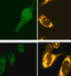 thumbnail image from paper
