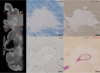 thumbnail image from paper