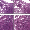 thumbnail image from paper