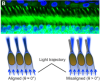 thumbnail image from paper