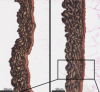 thumbnail image from paper