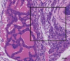 thumbnail image from paper