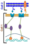thumbnail image from paper