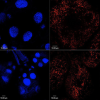 thumbnail image from paper
