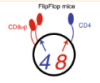 thumbnail image from paper