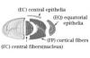 thumbnail image from paper
