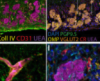 thumbnail image from paper