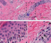 thumbnail image from paper