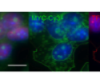 thumbnail image from paper