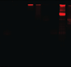 thumbnail image from paper