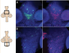 thumbnail image from paper