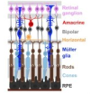 thumbnail image from paper