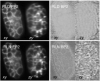 thumbnail image from paper