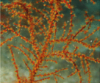thumbnail image from paper