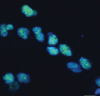 thumbnail image from paper