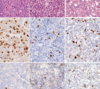 thumbnail image from paper