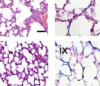 thumbnail image from paper