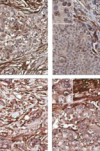 thumbnail image from paper