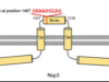 thumbnail image from paper