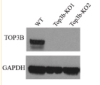 thumbnail image from paper
