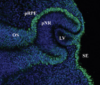 thumbnail image from paper