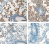 thumbnail image from paper