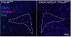 thumbnail image from paper