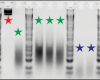 thumbnail image from paper